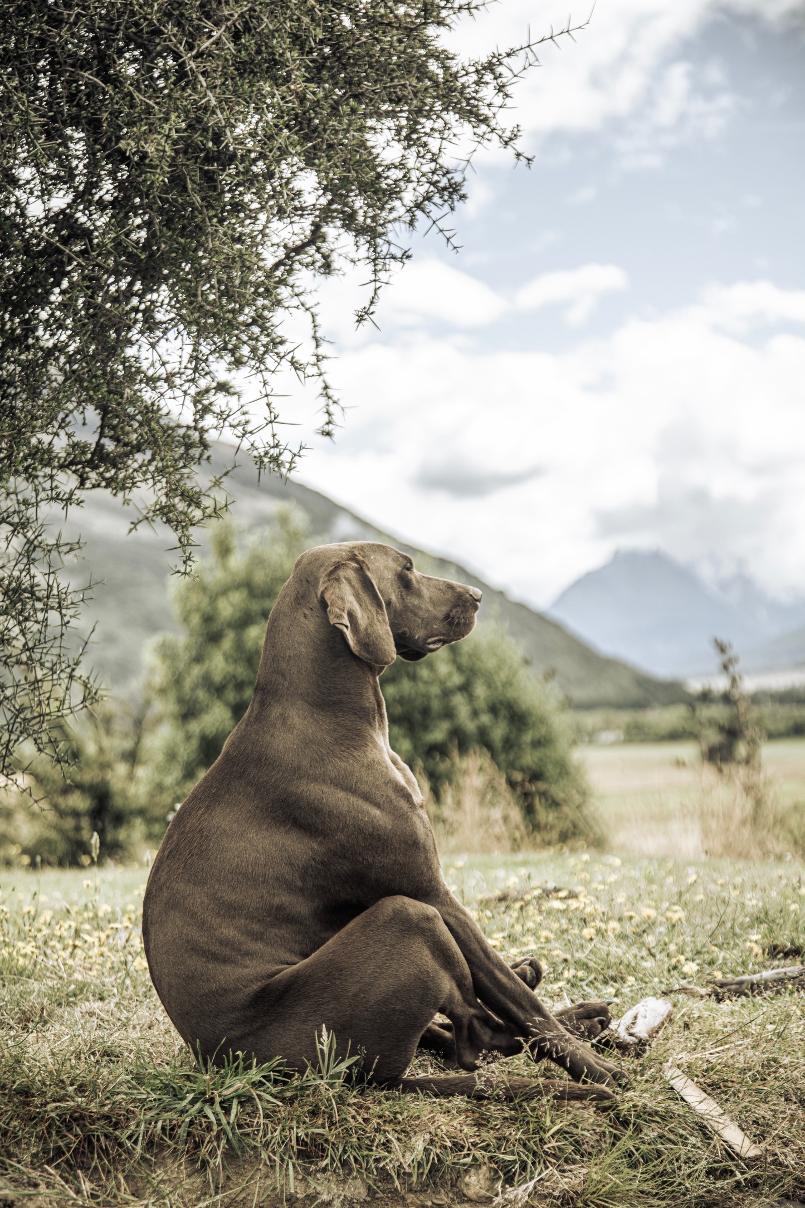 Duke, the friendly German Shorthaired Pointer